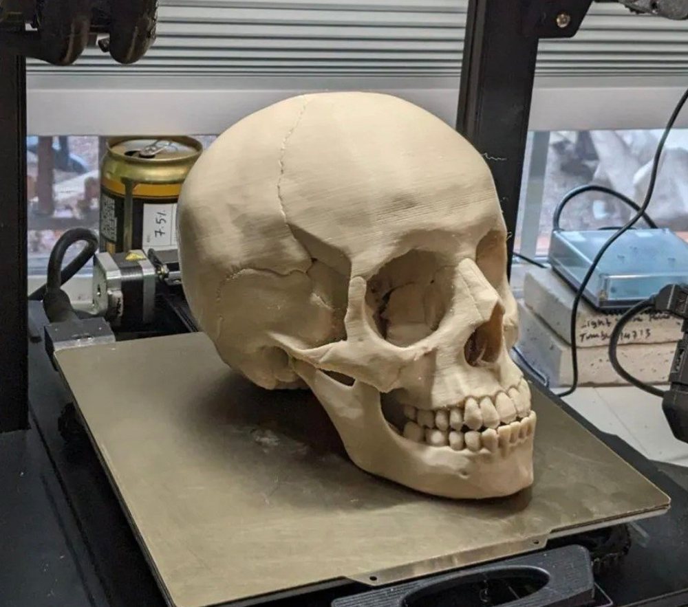 Anatomik Kafatası